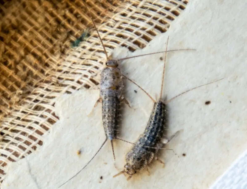 Zwei Silberfische