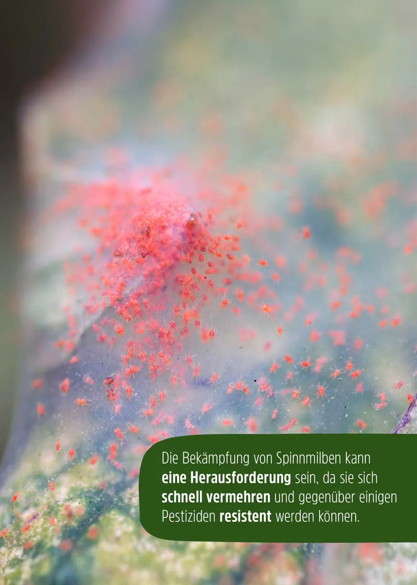Raubmilben | Nützlinge gegen Spinnmilben Raubmilben | Nützlinge gegen Spinnmilben