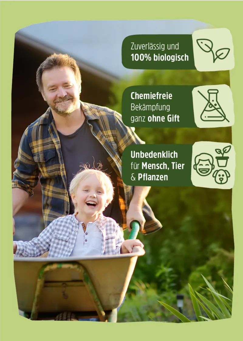 Nützling "Lagerpiraten" gegen Speckkäfer, Khaprakäfer und Reismehlkäfer | biologisch bekämpfen Nützling "Lagerpiraten" gegen Speckkäfer, Khaprakäfer und Reismehlkäfer | biologisch bekämpfen