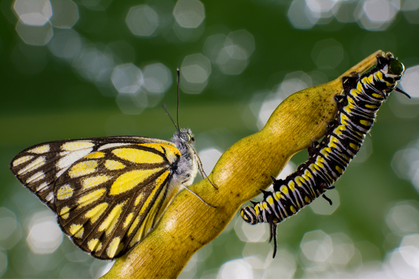 Schmetterling-Raupe schmetterling-raupe