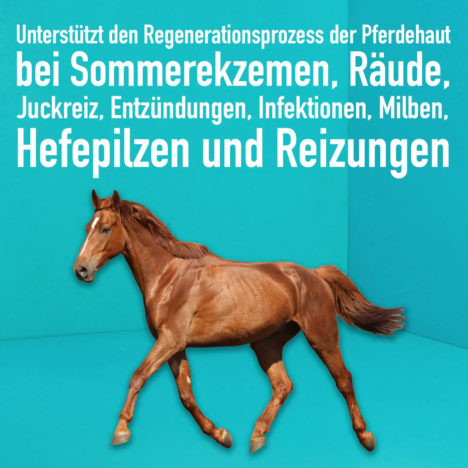 04_Green-Hero_Pferdepflege_Anwendungsbild Pferdepflege pflegt die Haut bei Juckreiz, Milben und Ekzemen