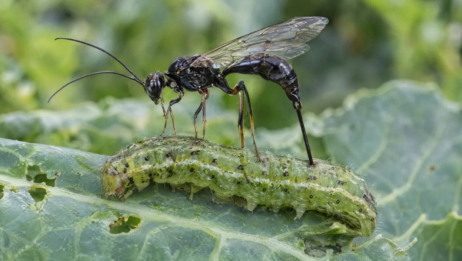 Schlupfwespe legt mit dem Legestachel ihre Eier in eine Raupe – der Wirt ersetzt das Schlupfwespen-Nest