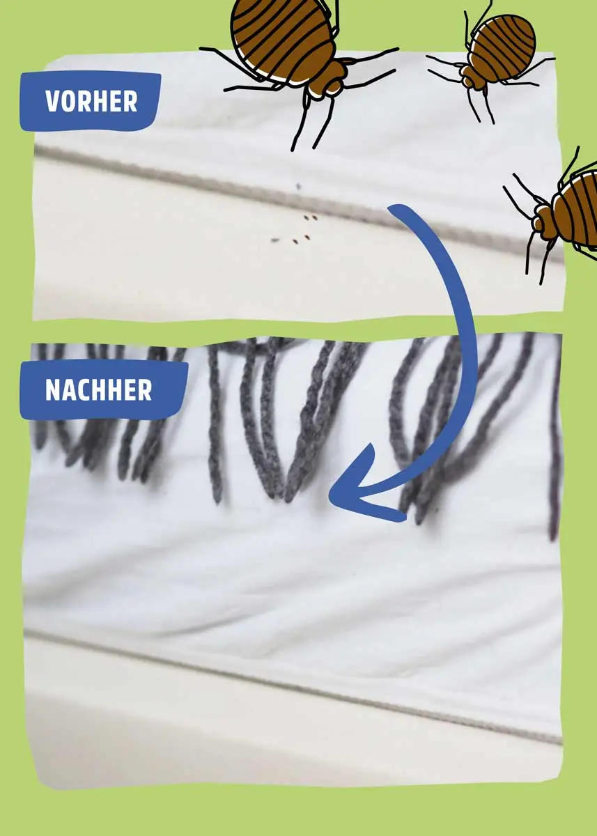 Bettwanzen Falle  Bettwanzen Falle
