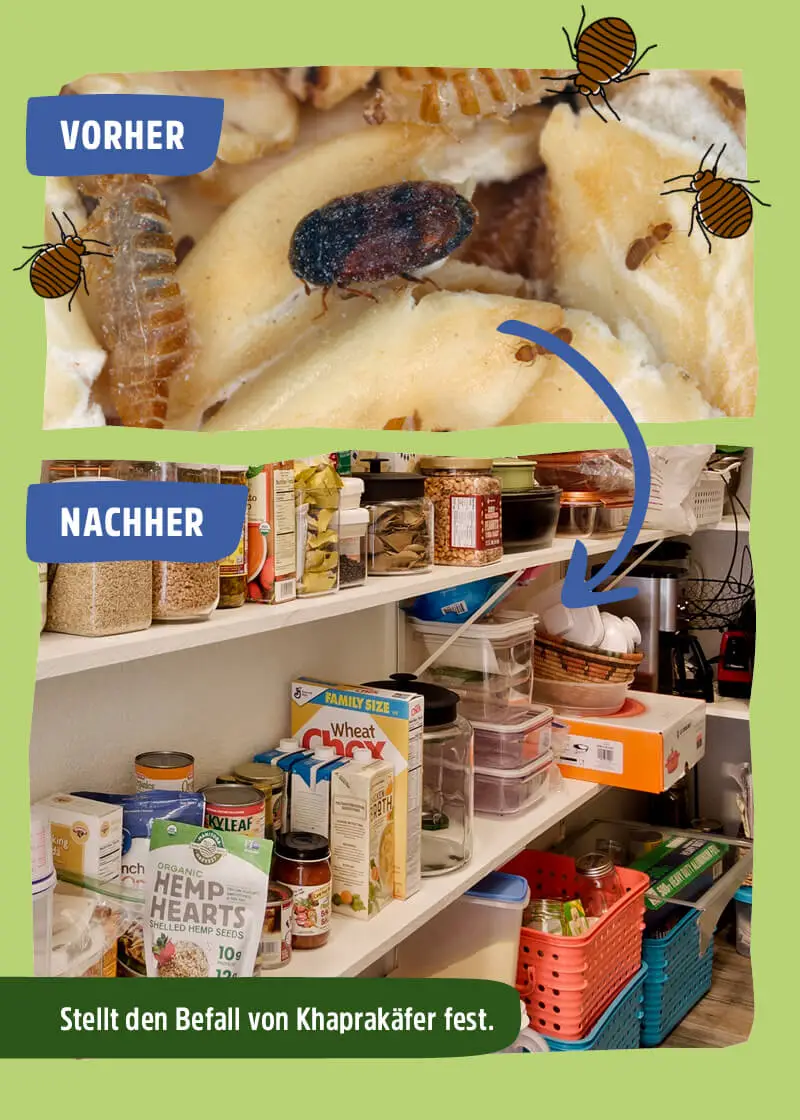 Speckkäfer | Khaprakäfer Pheromonfalle Speckkäfer | Khaprakäfer Pheromonfalle