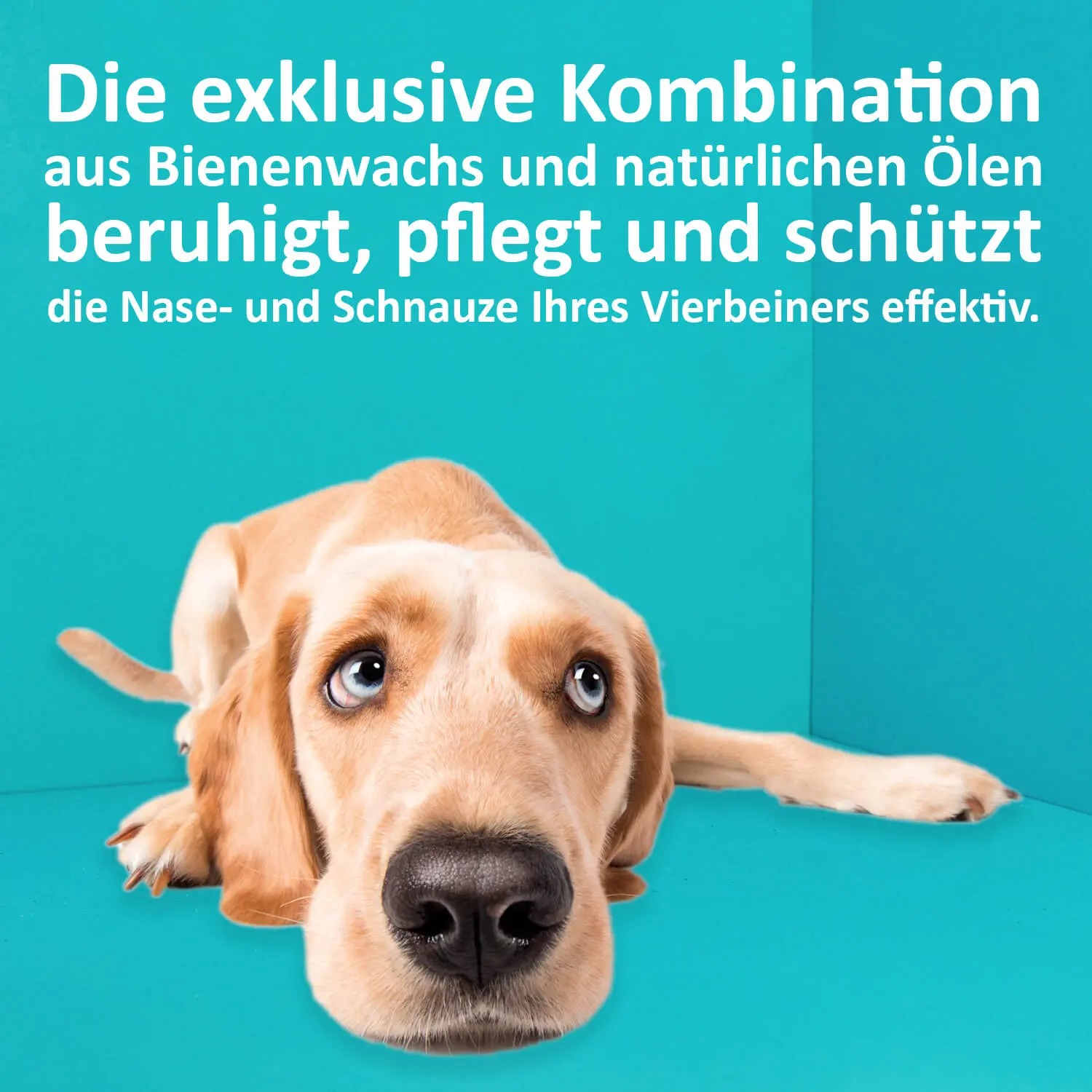 Nasen- und Schnauzenbalsam für Hunde