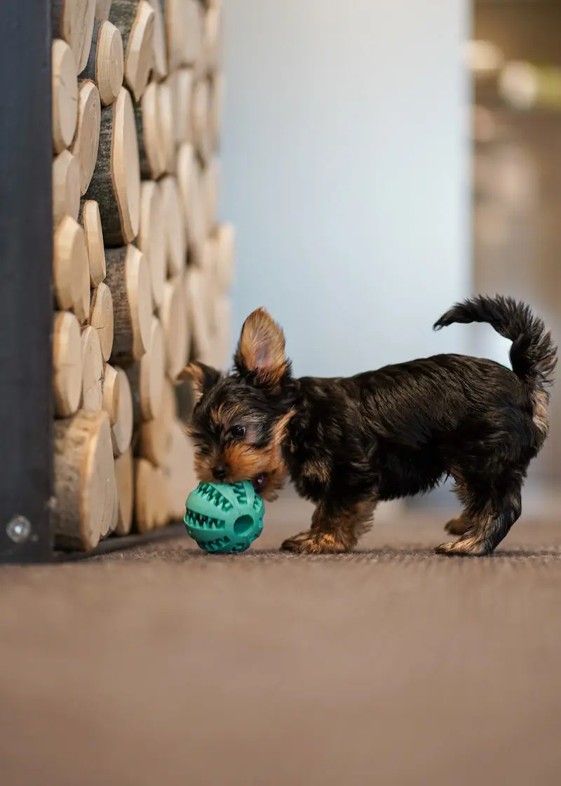 Zahnpflegeball Kauspielzeug für Hunde und Katzen