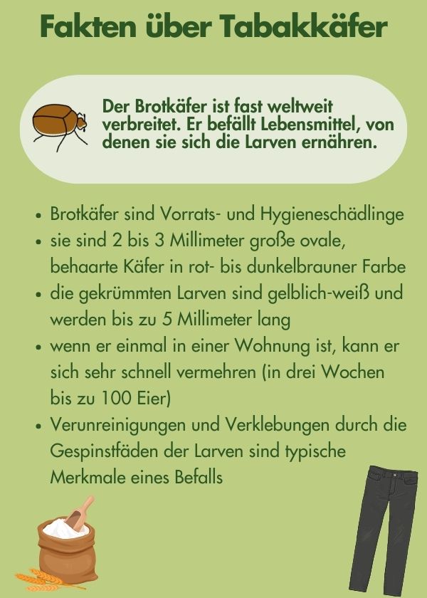 tabakkaefer_fakten Tabakkäfer Fakten