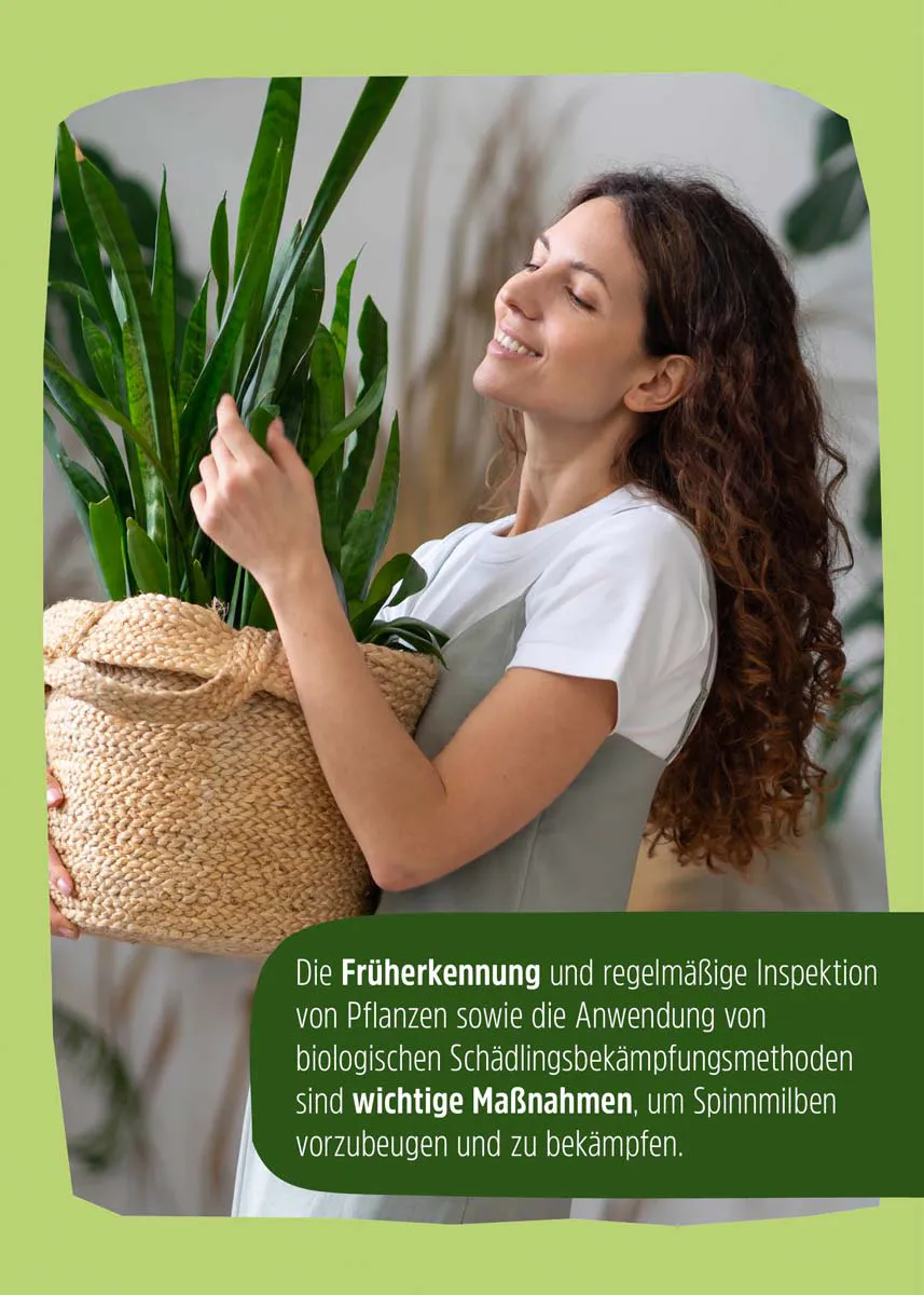 Raubmilben | Nützlinge gegen Spinnmilben Raubmilben | Nützlinge gegen Spinnmilben