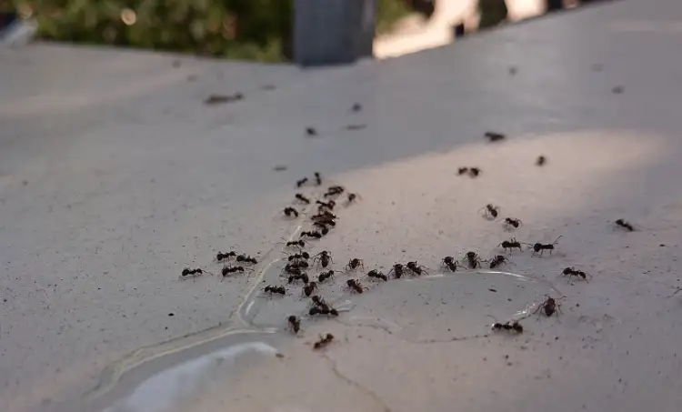 Ameisen im Garten (Hausmittel)