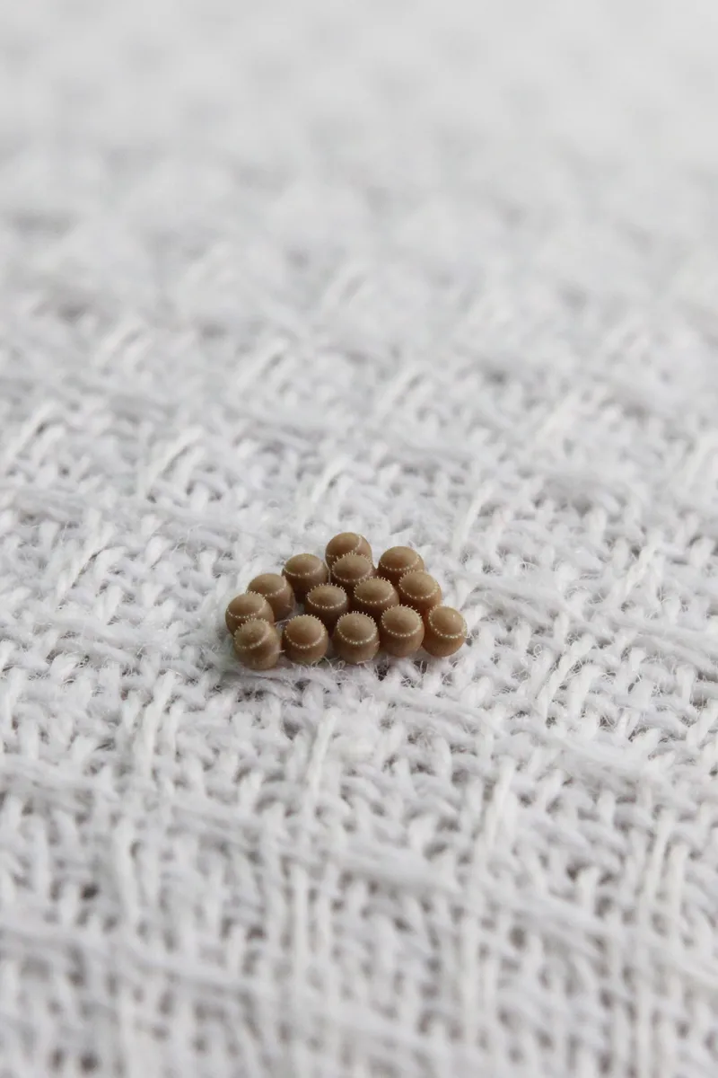 kleidermotten-eier-auf-weissem-kleid