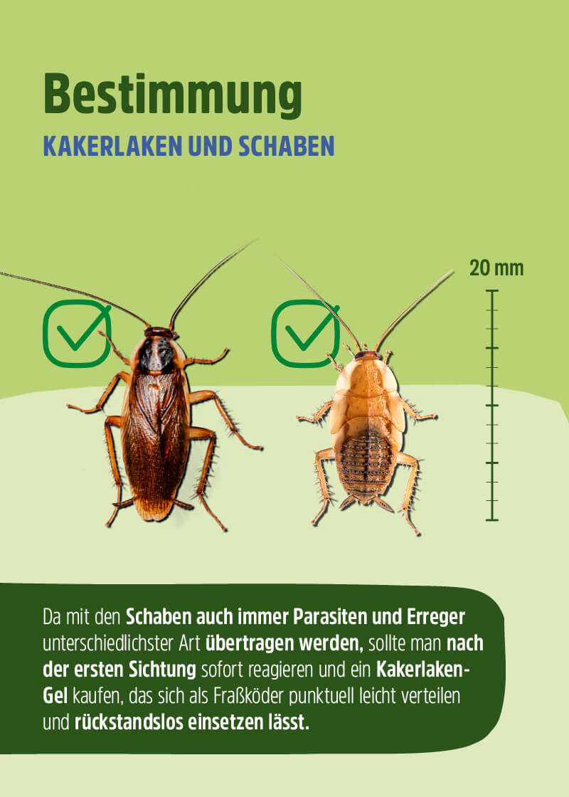 Kakerlaken Gel Kakerlaken Gel