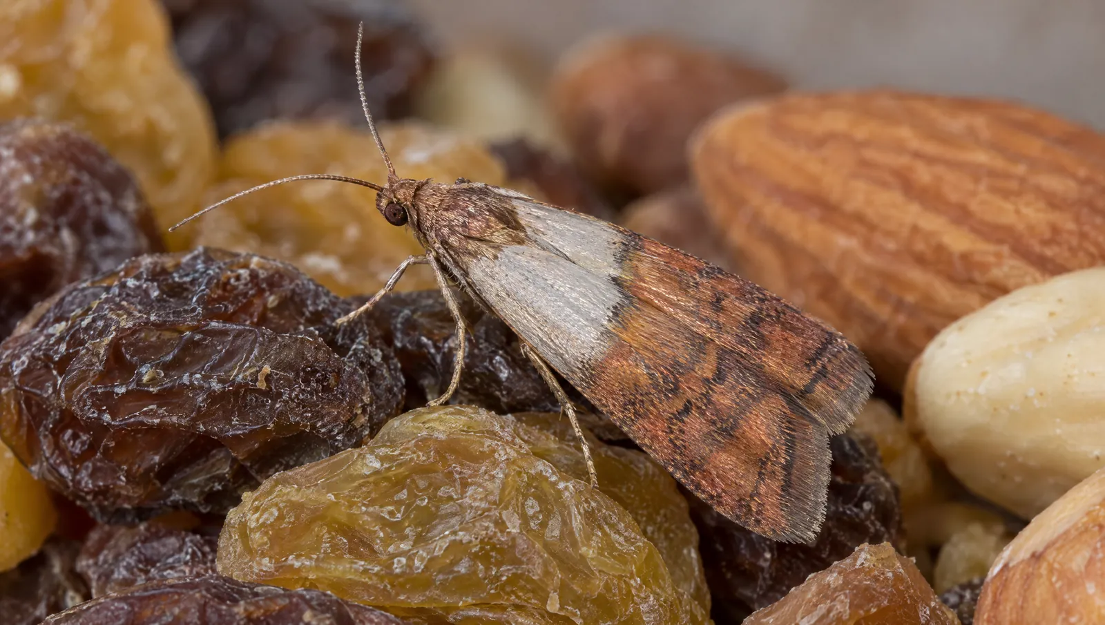 doerrobstmotte-plodia-interpunctella-erkennen