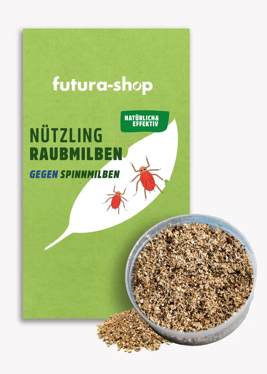 Raubmilben | Nützlinge gegen Spinnmilben