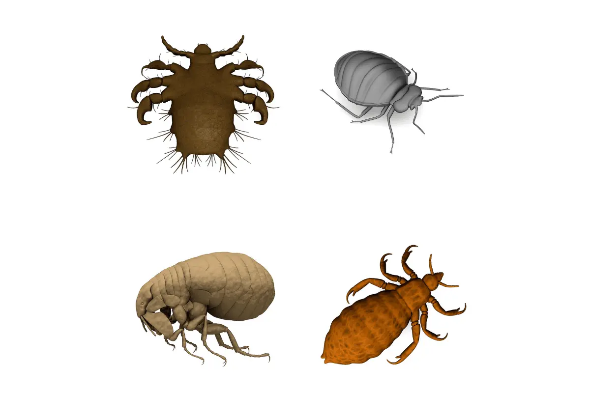 futura_ratgeber_parasiten futura_ratgeber_parasiten