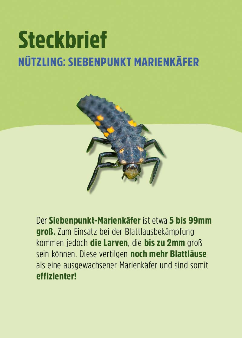 Siebenpunkt-Marienkäfer-Eier gegen Blattläuse Siebenpunkt-Marienkäfer-Eier gegen Blattläuse