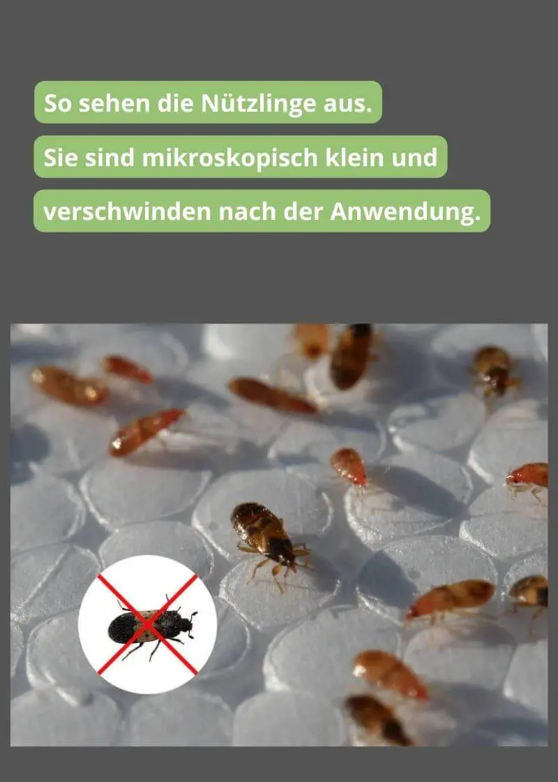 FairyFly Lagerpiraten Gegen Speckkäfer & Teppichkäfer – 100 % Biologische Schädlingsbekämpfung Ohne Chemie – 30 Nützlinge Im Röhrchen – Made In Germany (2