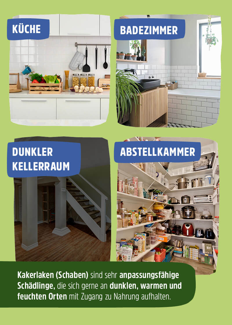 Kakerlaken Gel Kakerlaken Gel