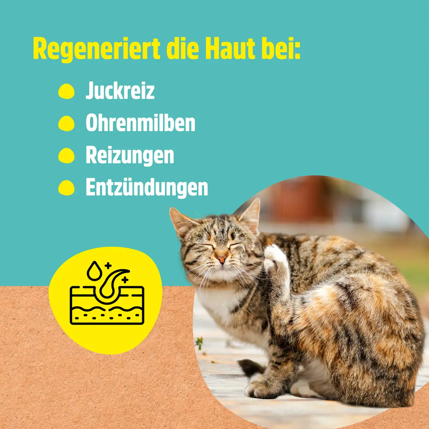 Ohrenwunder pflegt das Ohr bei Ohrenmilben
