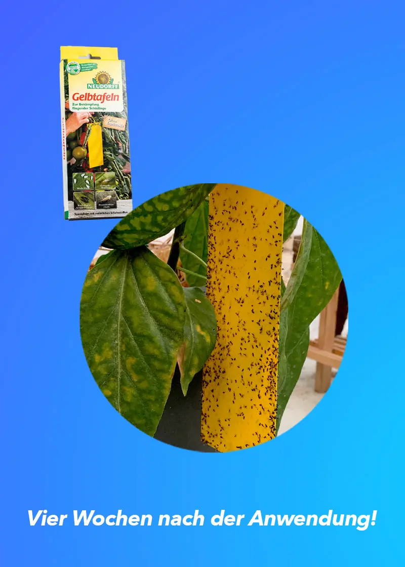Gelbtafeln_nach_vier_Wochen_neu_01 Gelbtafeln (kleinformatig) gegen Fliegen und Trauermücken