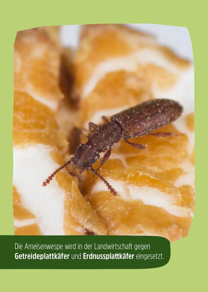 Ameisenwespen | Getreideplattkäfer biologisch bekämpfen Ameisenwespen | Getreideplattkäfer biologisch bekämpfen