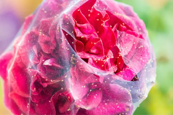 Spinnmilben spinnmilben