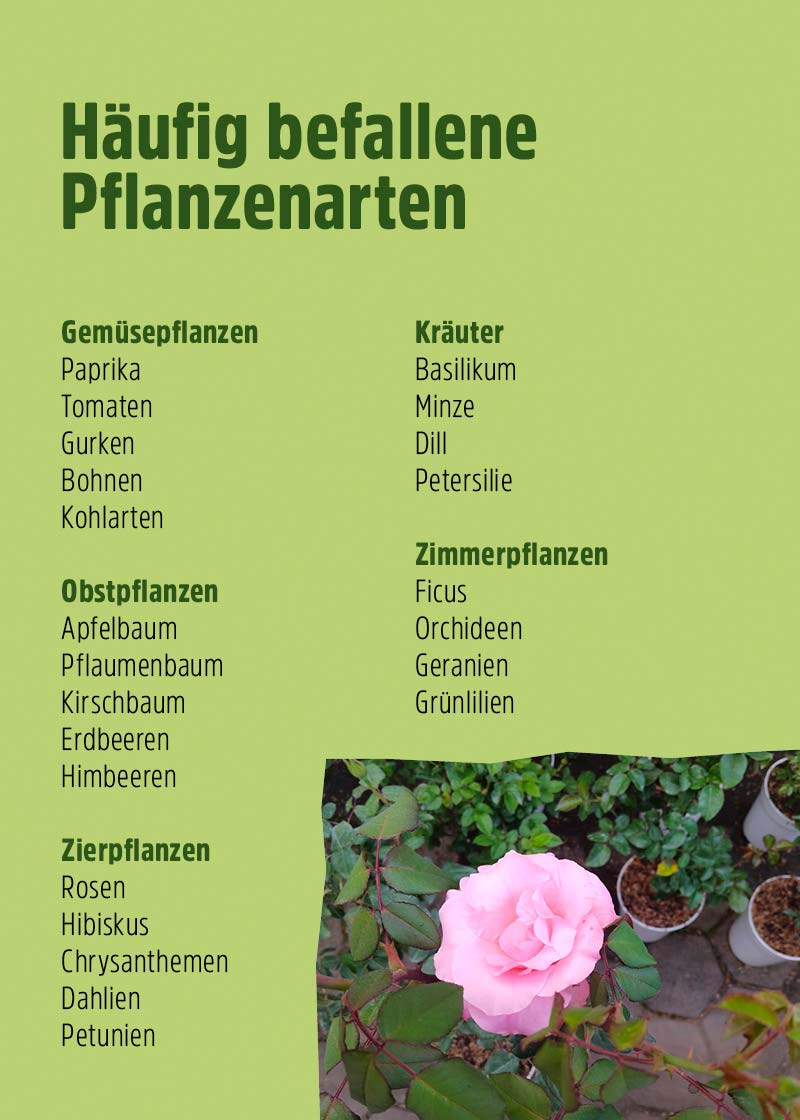 Siebenpunkt-Marienkäfer-Eier gegen Blattläuse Siebenpunkt-Marienkäfer-Eier gegen Blattläuse