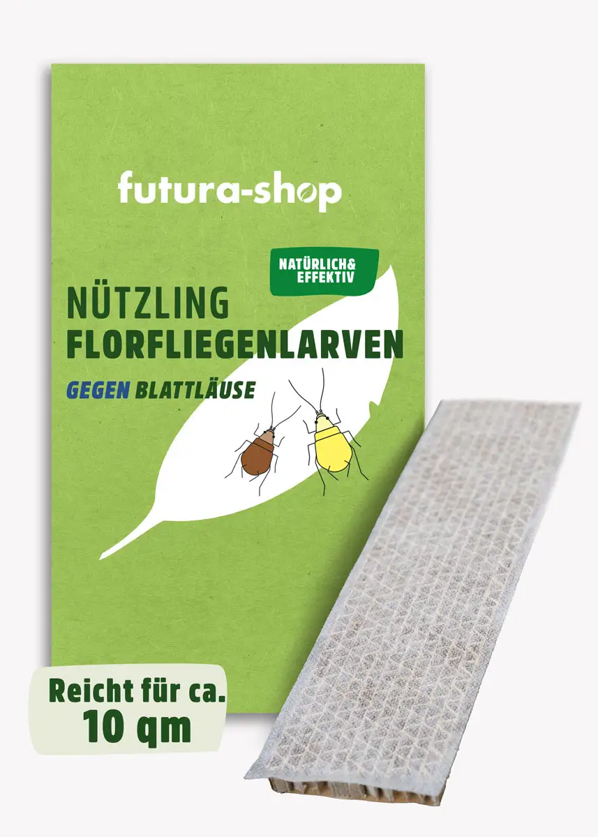 Florfliegenlarven | Nützlinge gegen Blattläuse & Wollläuse
