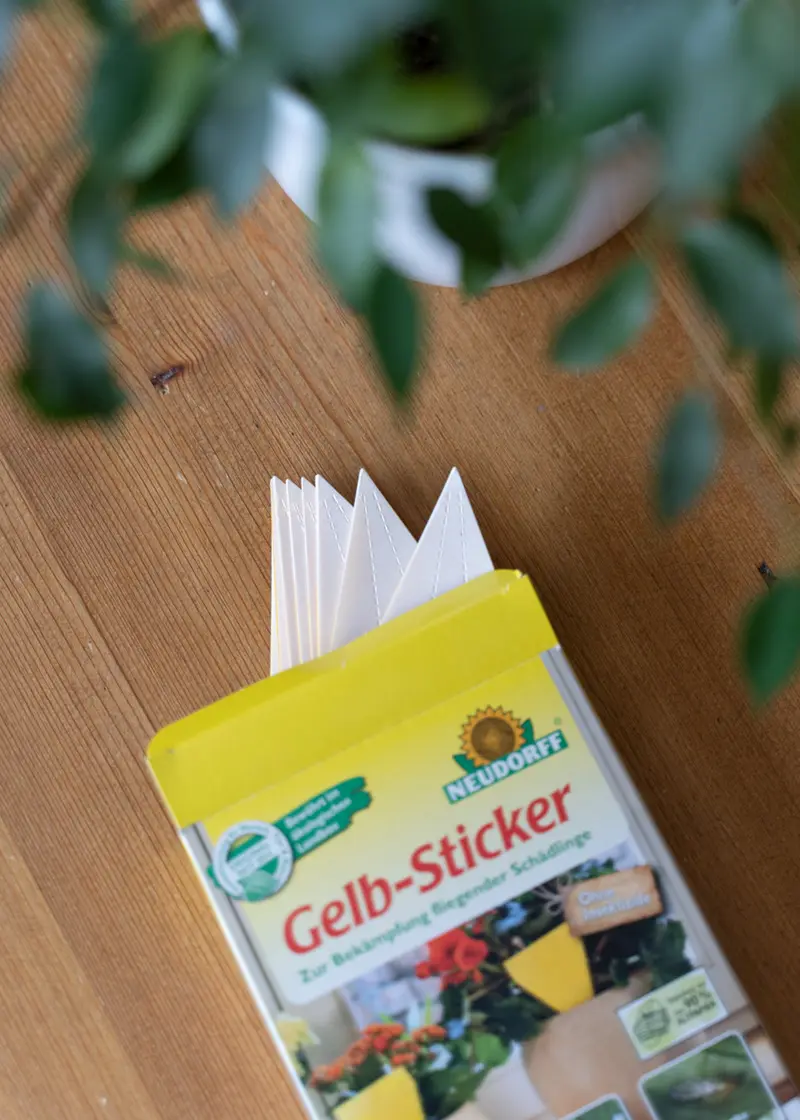 Gelb-Sticker gegen Fliegen und Schädlinge an Zimmerpflanzen