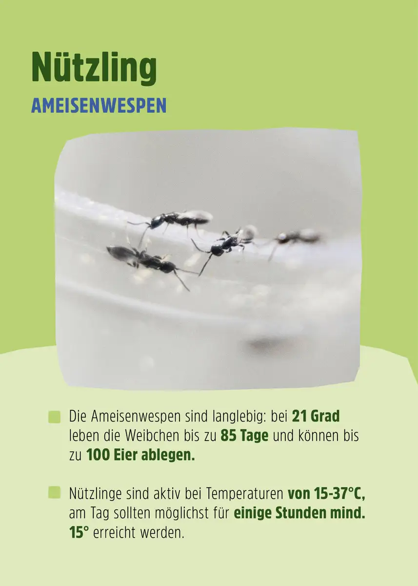 Ameisenwespen | Getreideplattkäfer biologisch bekämpfen Ameisenwespen | Getreideplattkäfer biologisch bekämpfen
