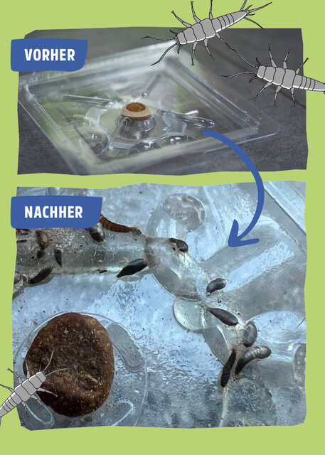 Silberfischfalle | Silberfischchen Falle | Silberfische fangen mit der S-Trap Silberfischfalle | Silberfischchen Falle | Silberfische fangen mit der S-Trap