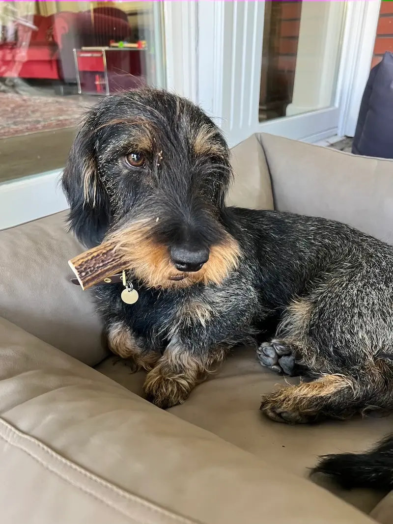 greenhero_hirschgeweih_anwendung_04 Hirschgeweih Kaustange L | für Hunde von Hunde von 12 -17 kg