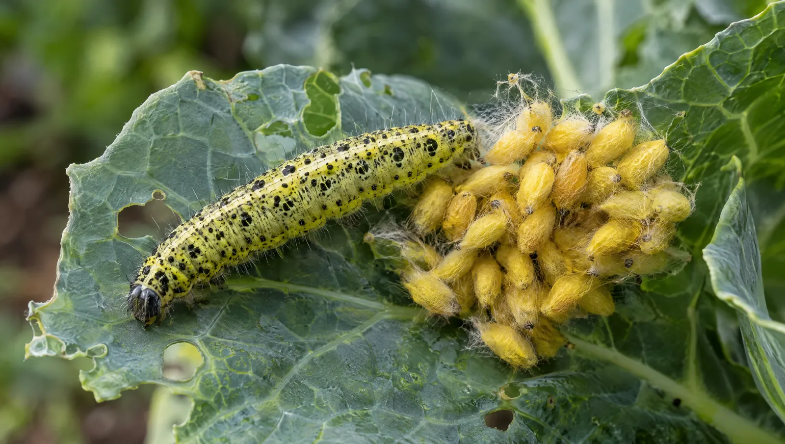 Gelbe Schlupfwespen-Kokons neben einer parasitierten Kohlweißling-Raupe