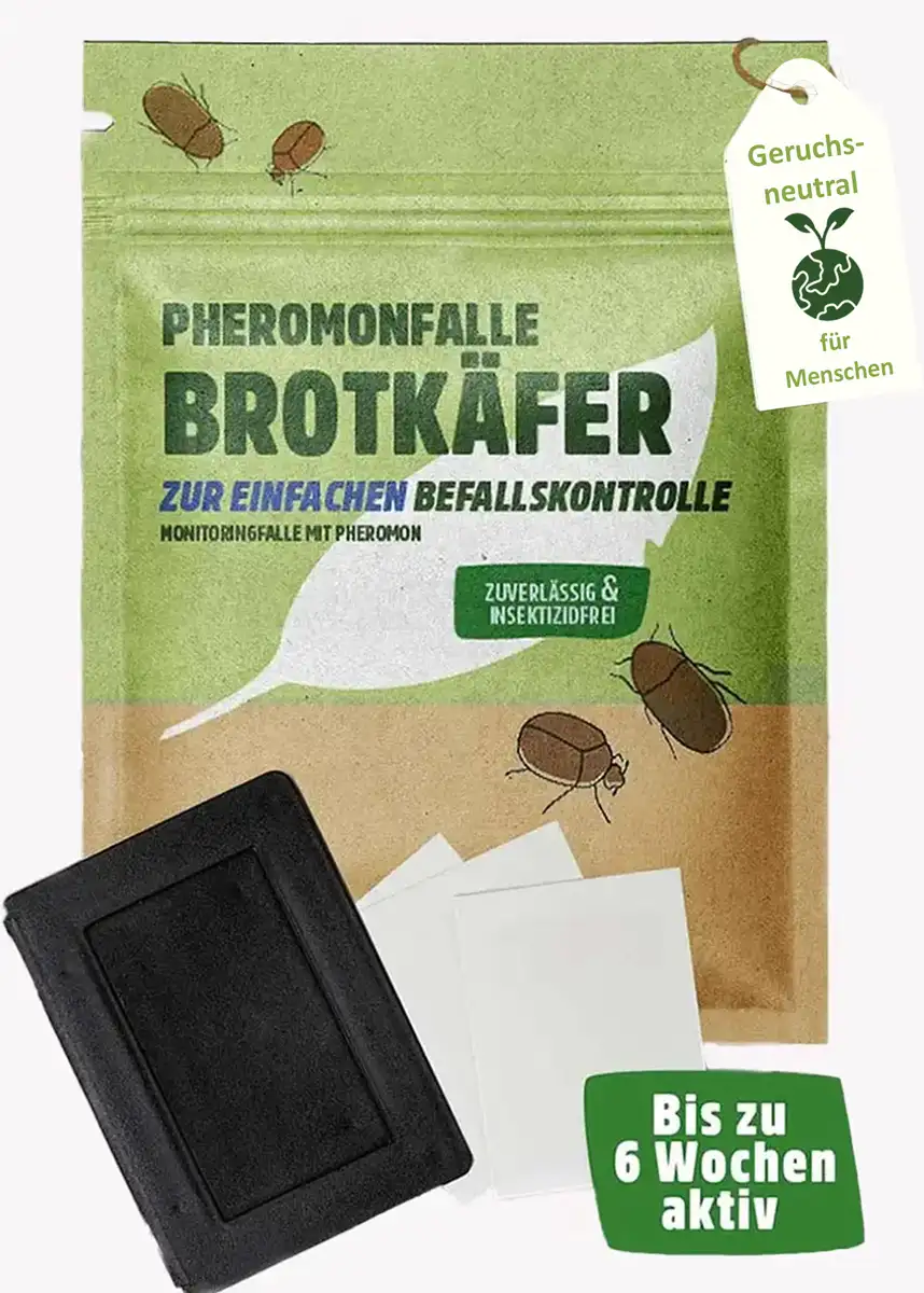 Brotkäfer Pheromonfalle