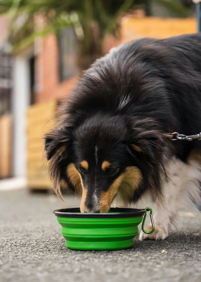 Faltbarer-Trinknapf1 Faltbarer Hundenapf | perfekt für unterwegs