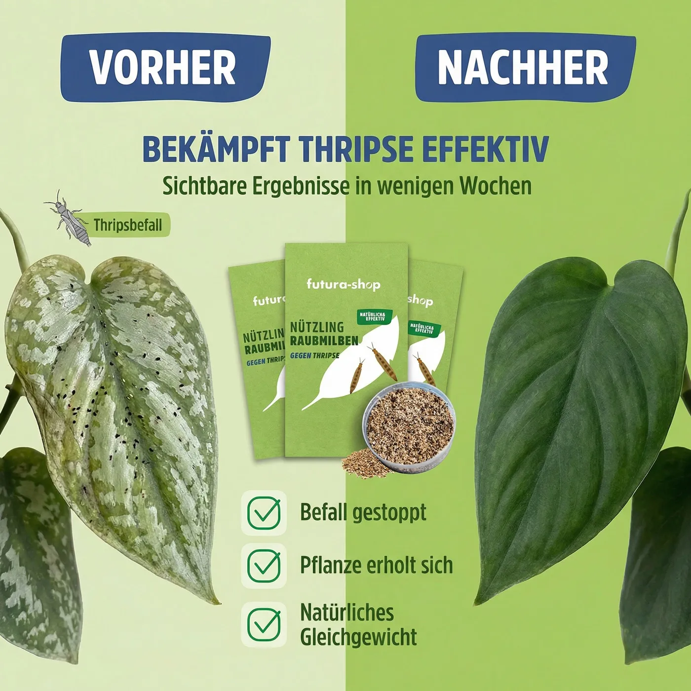 Raubmilben gegen Thripse