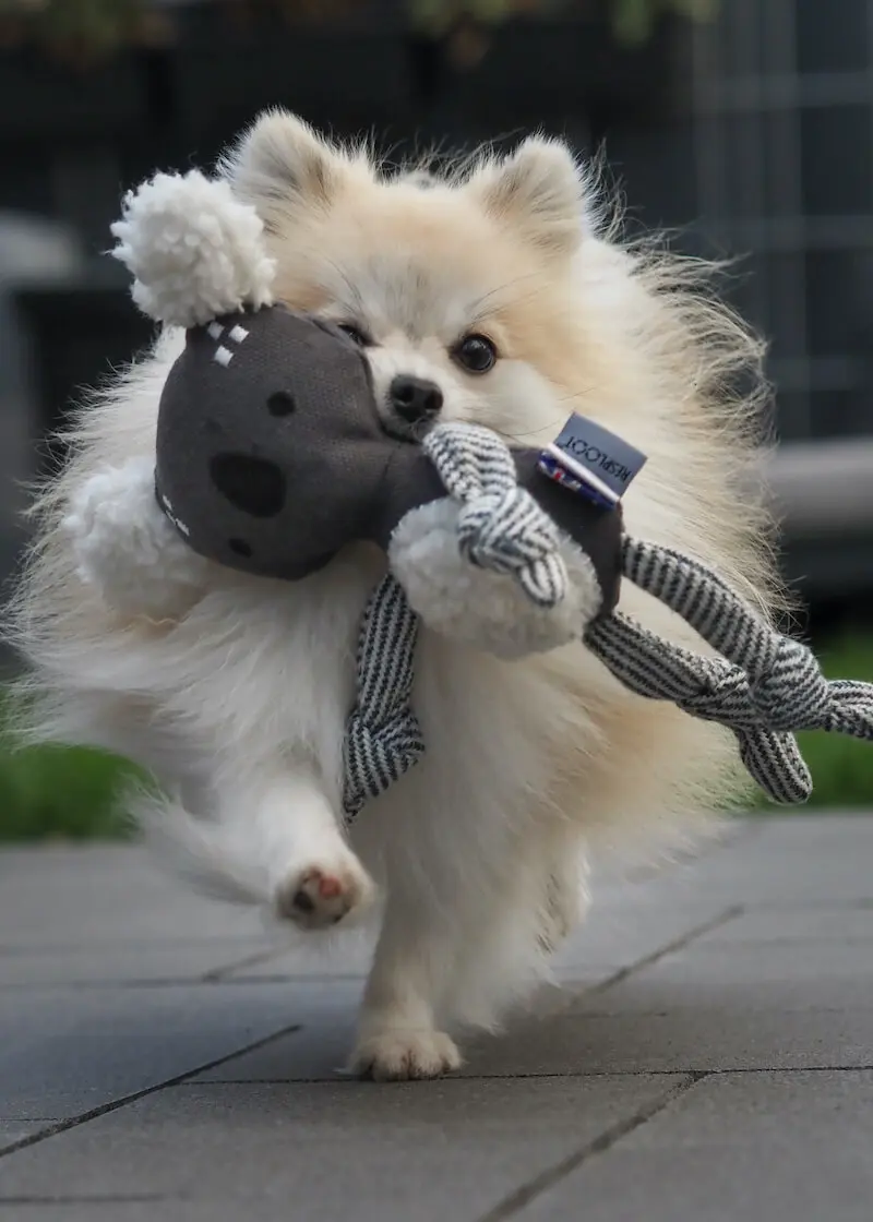 greenhero_hunde_spielzeug_koala_02 Hundespielzeug Koala