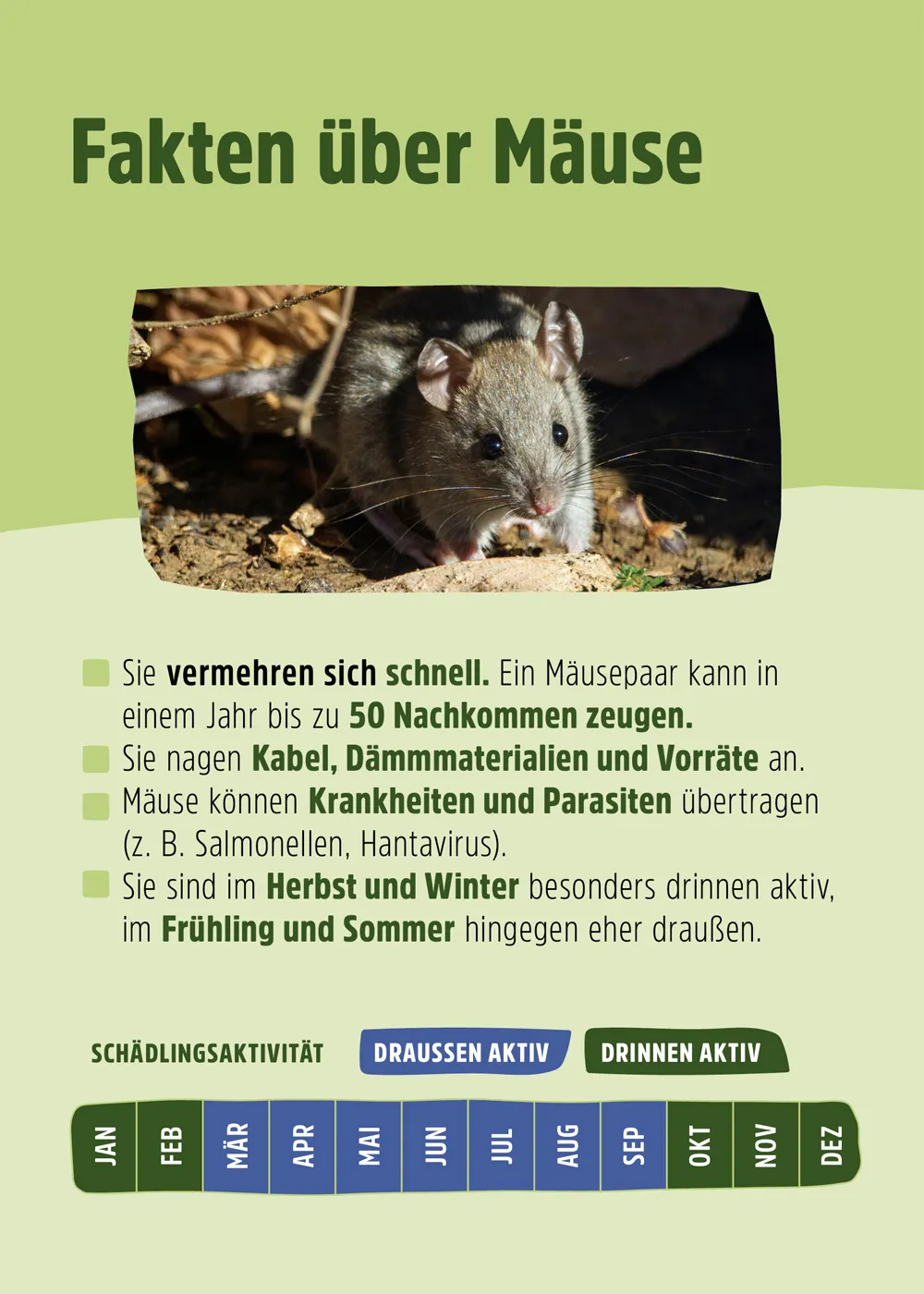 Stahlwolle gegen Mäuse | Nagerblocker