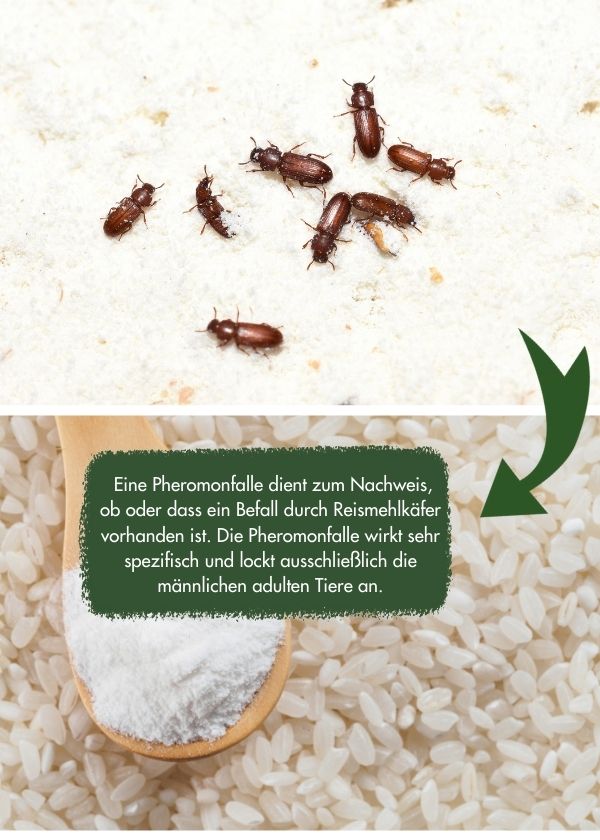 reismehlkaefer_pheromonfalle Reismehlkäfer Pheromonfalle