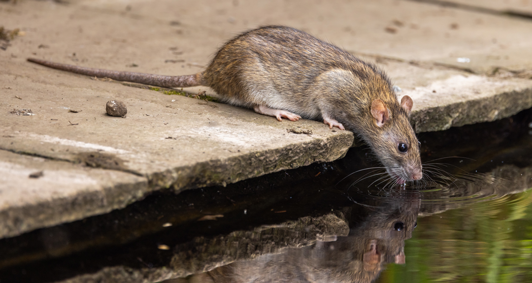 startseite-kategorie-ratten