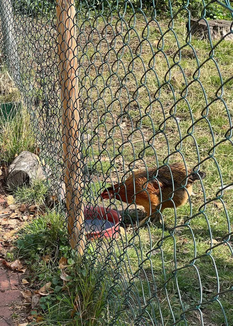 greenhero_huehner_vitamin_anwendung_02 Hühner Vitamine | unterstützt Wachstum und Schalenbildung