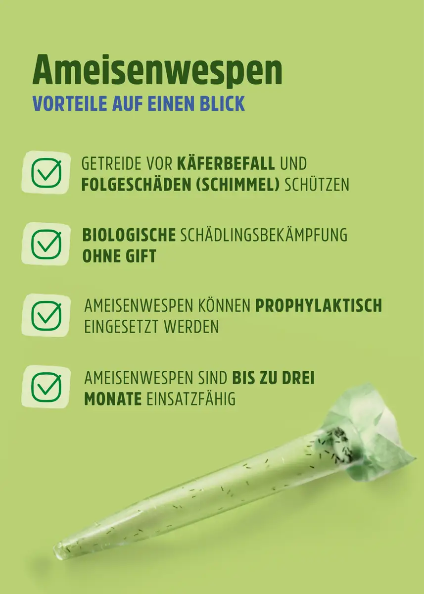 Ameisenwespen | Getreideplattkäfer biologisch bekämpfen Ameisenwespen | Getreideplattkäfer biologisch bekämpfen