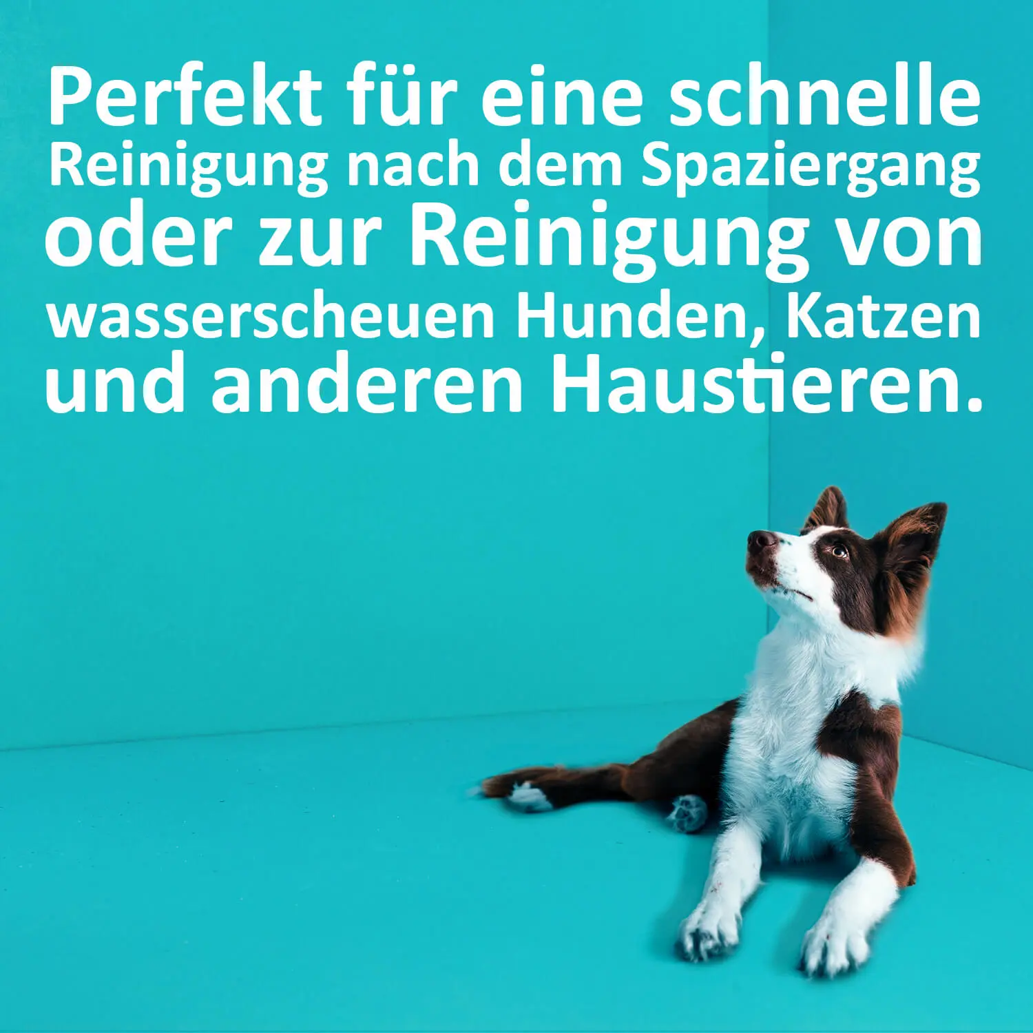 04_Green-Hero_Trockenhampoo-Hund-Katzen_Anwendungsbild Trockenshampoo für Hunde