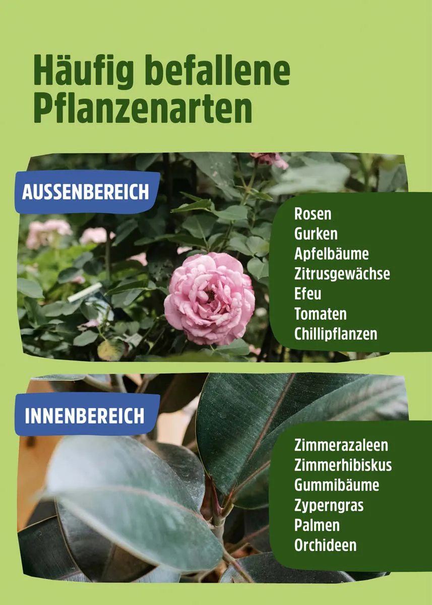 Raubmilben | Nützlinge gegen Spinnmilben Raubmilben | Nützlinge gegen Spinnmilben