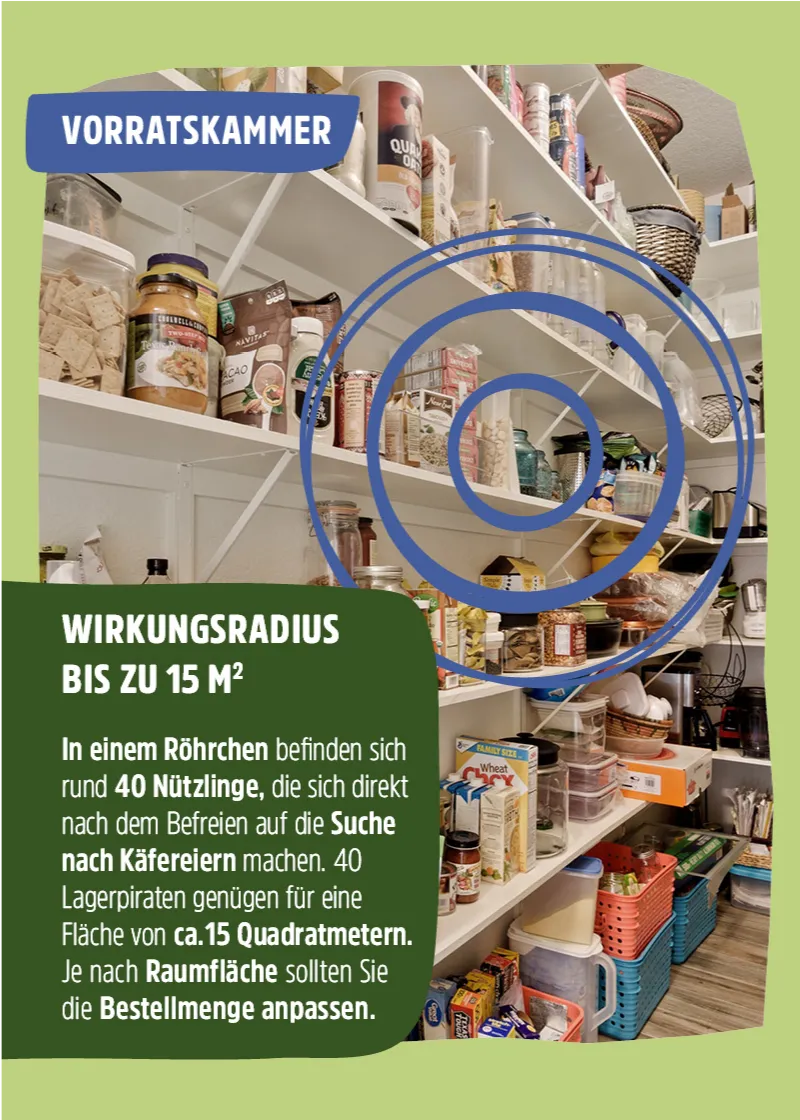 Nützling "Lagerpiraten" gegen Speckkäfer, Khaprakäfer und Reismehlkäfer | biologisch bekämpfen Nützling "Lagerpiraten" gegen Speckkäfer, Khaprakäfer und Reismehlkäfer | biologisch bekämpfen