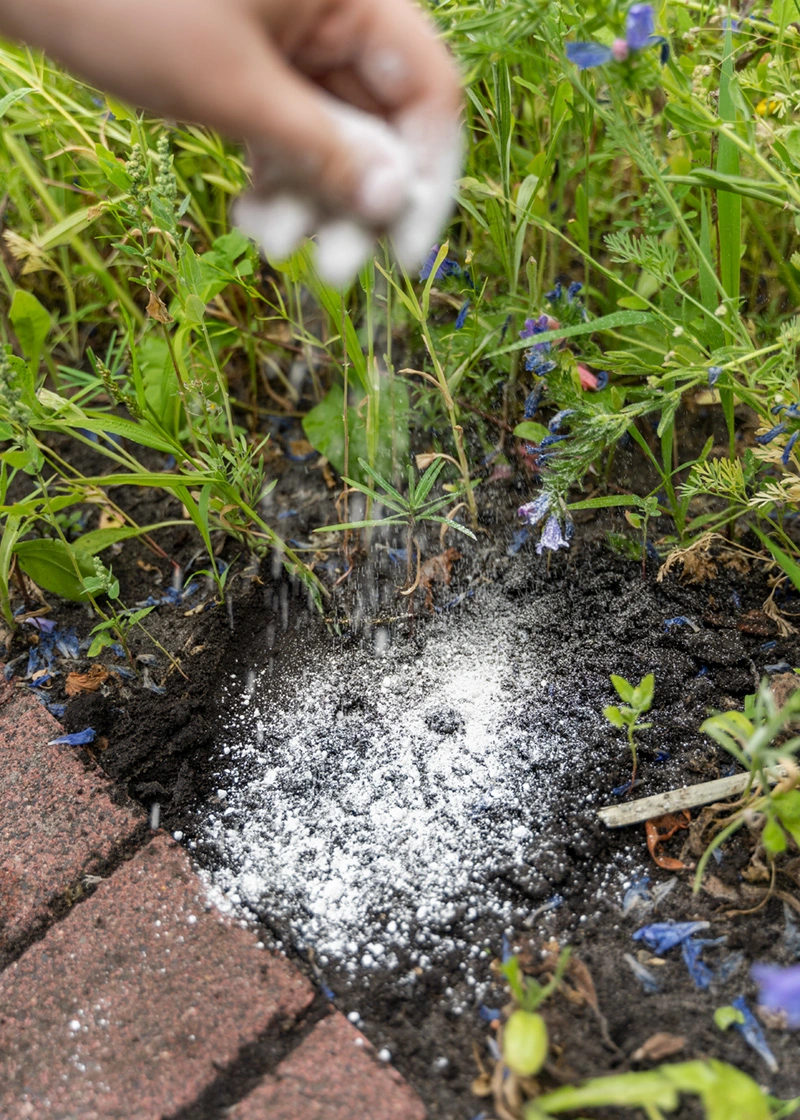 DSC00423_Edit Algenkalk | natürliches Düngemittel