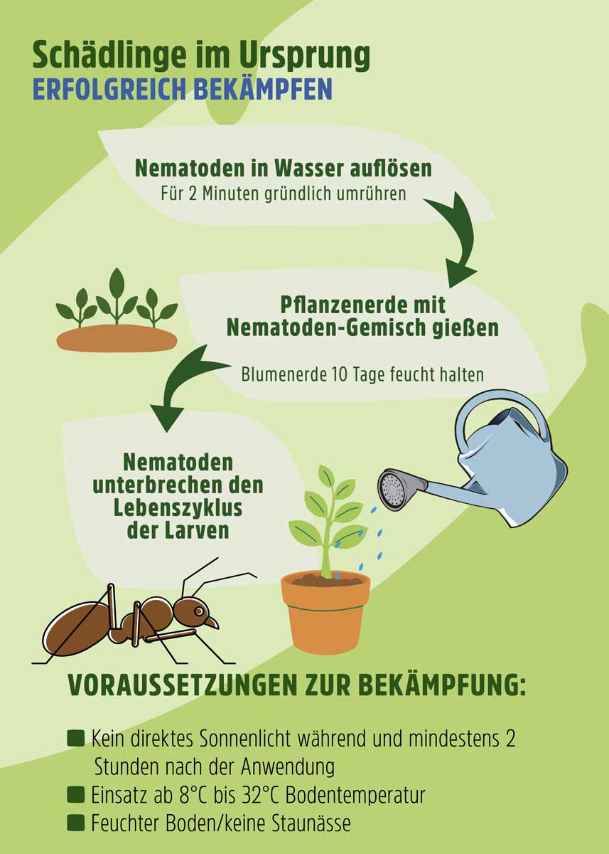 SF Nematoden gegen Ameisen SF Nematoden gegen Ameisen