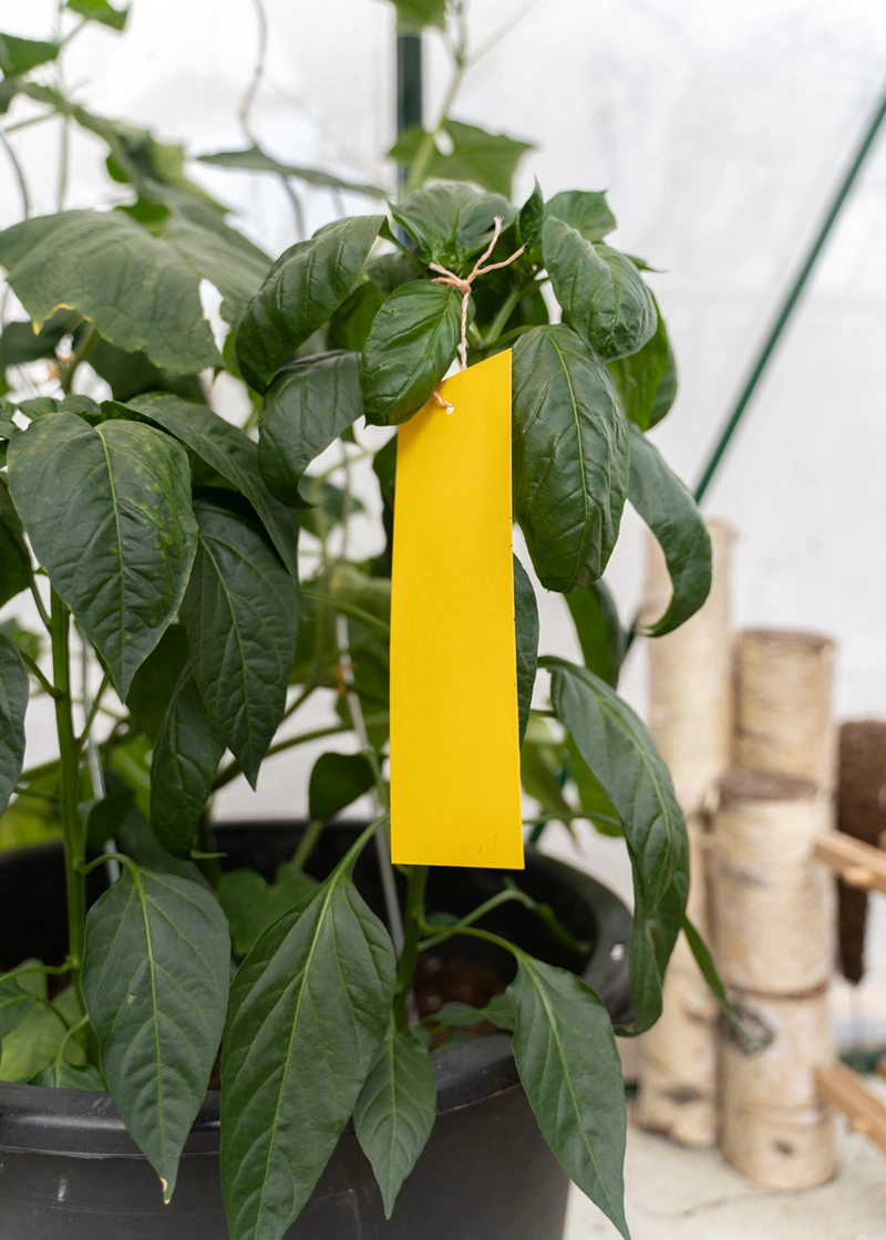 03_DSC06519_Edit Gelbtafeln (kleinformatig) gegen Fliegen und Trauermücken