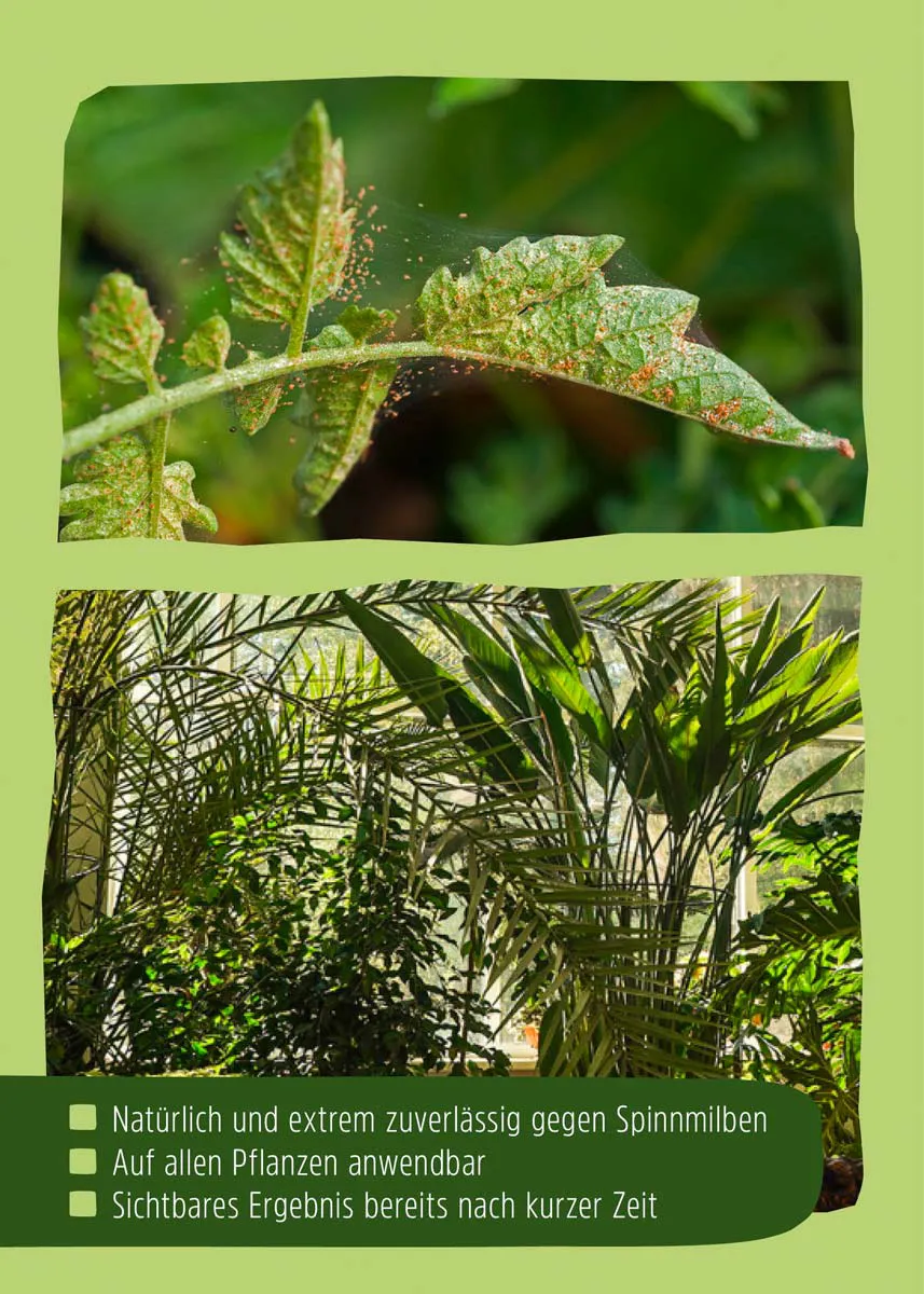 Raubmilben | Nützlinge gegen Spinnmilben Raubmilben | Nützlinge gegen Spinnmilben