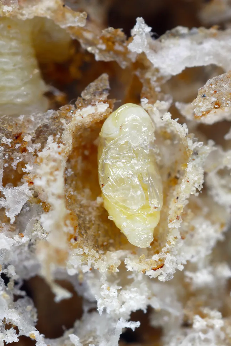 Brotkäfer-Eier: Was tun beim Schädlingsbefall in der Küche? Brotkäfer-Eier: Was tun beim Schädlingsbefall in der Küche?