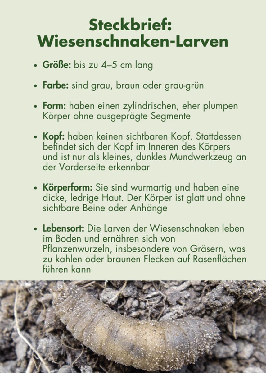 SC Nematoden gegen Wiesenschnake SC Nematoden gegen Wiesenschnake